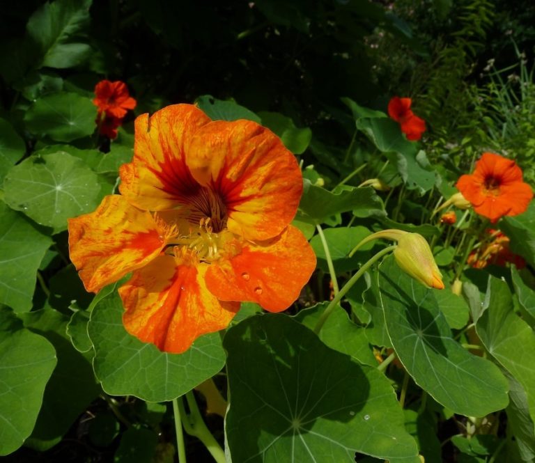 Kapuzinerkresse Samen Tropaeolum Majus Weltpflanzen