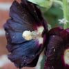 Schwarze Stockrose (Alcea rosea var. nigra)
