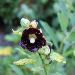 Schwarze Stockrose Blüte