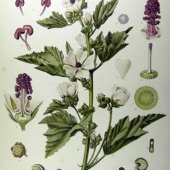 Eibisch (Althaea officinalis) Illustration
