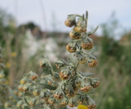 Blütenstand von Wermut (Artemisia absinthium)