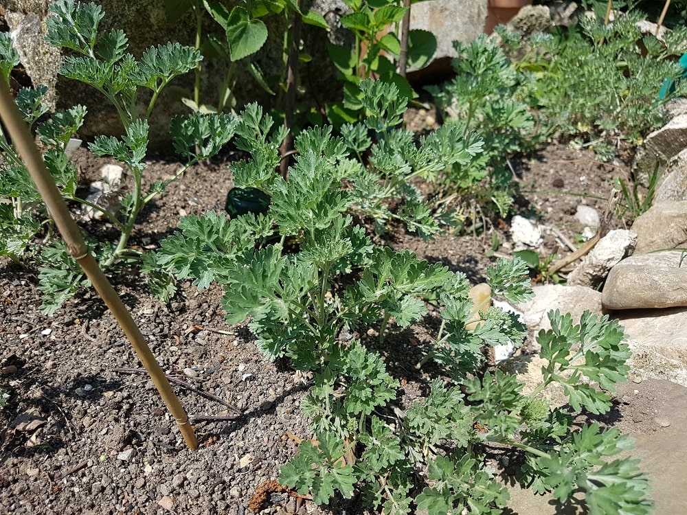 10.000 Samen Artemisia Echter Wermut Wermutkraut Absinth 