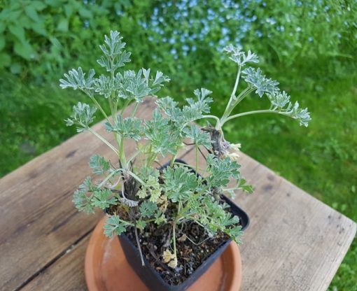 Artemisia absinthium oder Wermut