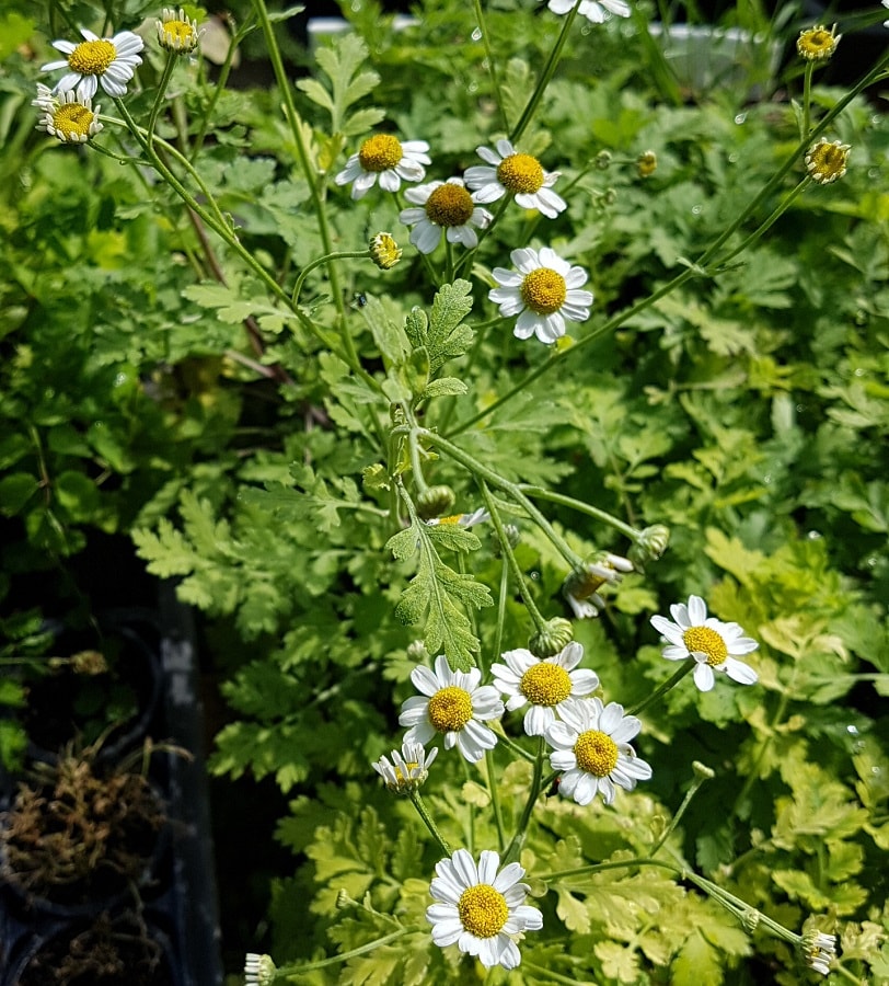 500 Samen Großpackung Wiesen Mutterkraut Margerite Chrysanthemum  DE 