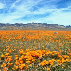 Orange blühende Landschaft mit Kalifornischer Goldmohn (Eschscholzia californica)