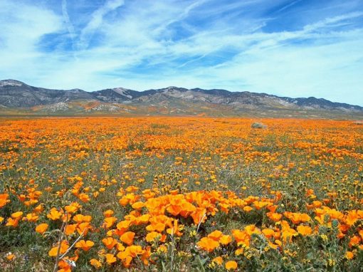 Orange blühende Landschaft mit Kalifornischer Goldmohn (Eschscholzia californica)