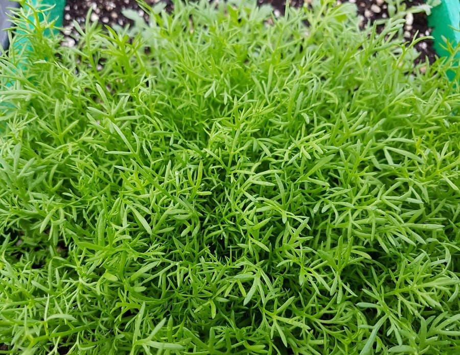 Tee und Heilpflanze 1.500 1500 Samen Matricaria recutita Echte Kamille 