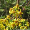 Blüten der Echten Goldrute (Solidago virgaurea)