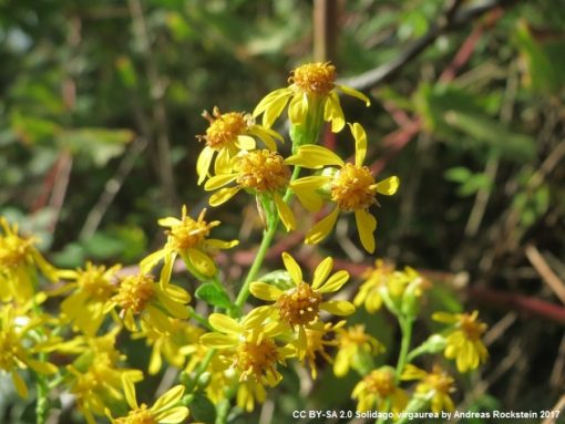 Blüten der Echten Goldrute (Solidago virgaurea)