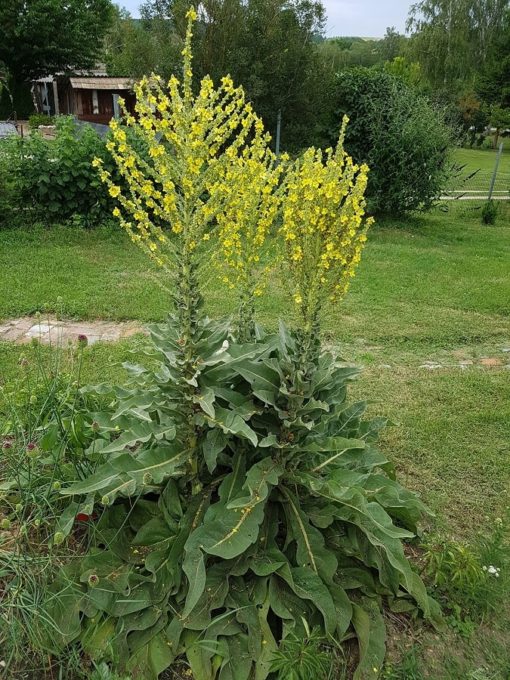 Pracht-Königskerze (Verbascum speciosum) in Vollblüte