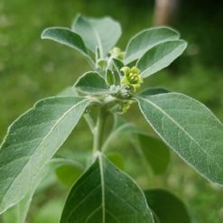 Ashwagandha Pflanze (Withania somnifera)