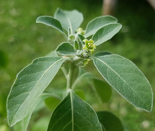 Ashwagandha Pflanze (Withania somnifera)