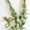 Russischer Estragon, Artemisia dracunculus