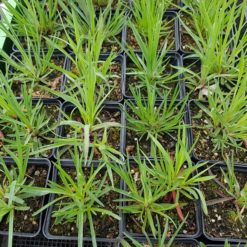 Karthäusernelke, Dianthus carthusianorum als Topfpflanze