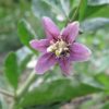 Blüte vom Bocksdorn (Goji-Beere)