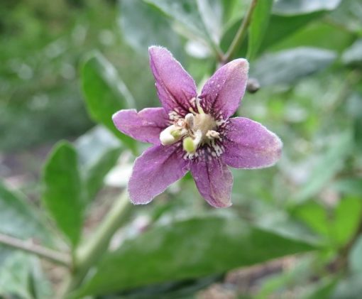 Blüte vom Bocksdorn (Goji-Beere)