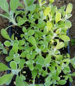 Griechischer Bergtee Pflanze Sideritis syriaca Weltpflanzen