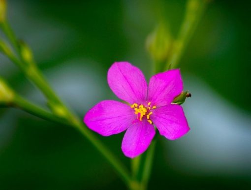 Kleine rosa Blüten von Talinum paniculatum