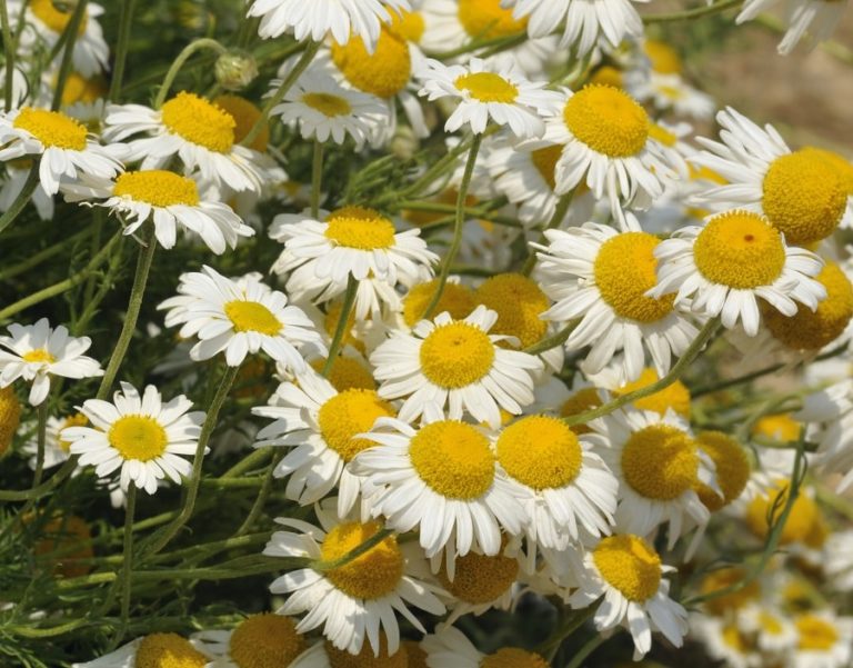 Römische Kamille Pflanze & Samen - Anthemis nobilis - Weltpflanzen