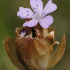 Sprossende Felsennelke (Petrorhagia prolifera) Blüte
