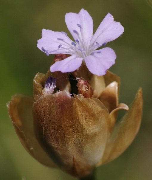Sprossende Felsennelke (Petrorhagia prolifera) Blüte