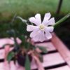 Afrikanische Traumwurzel Pflanze, Silene capensis