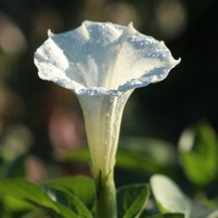 Blüte von Stechapfel (Datura stramonium)
