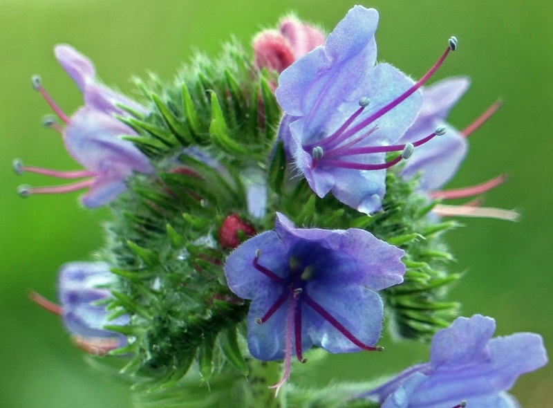 Natternkopf - 100 Samen TROPICA Echium fastuosa Blauer