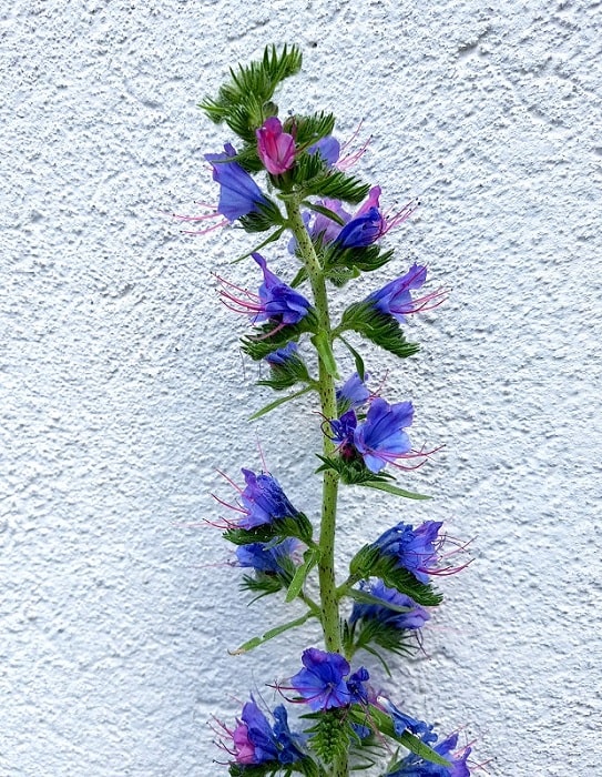 Natternkopf - 100 Samen TROPICA Echium fastuosa Blauer