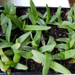 Aloe arborescens Jungpflanzen