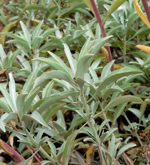 Räuchersalbei (Salvia apiana) Blätter