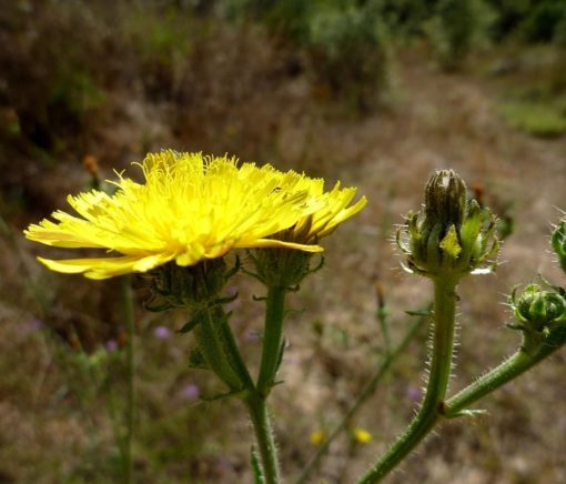 Gewöhnliches Bitterkraut Picris hieracioides