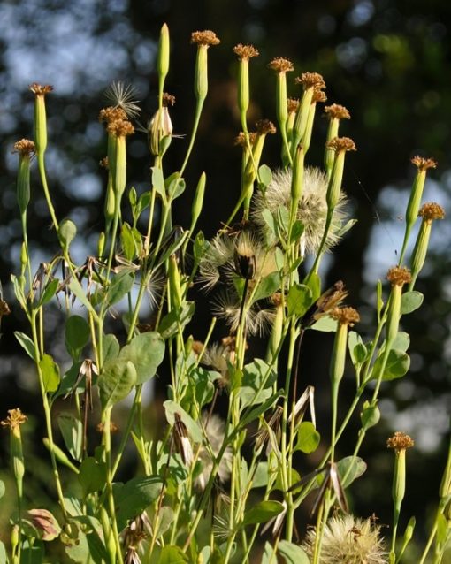 Porophyllum ruderale, Bolivianischer Koriander