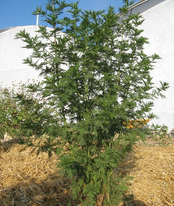 Seeds Bio Gemüsegarten Medizinische Artemisia Annua Absinth Süß 3000 Saatgut 