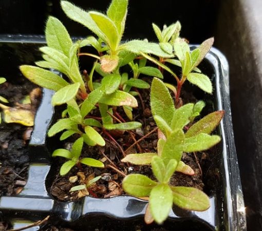 min 30 Samen weißliche Zistrose Cistus albidus seeds semi Heilpflanze Tee 