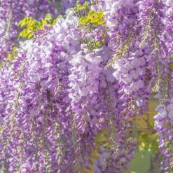Wisteria sinensis Blüten