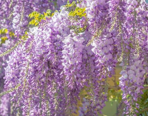 Wisteria sinensis Blüten